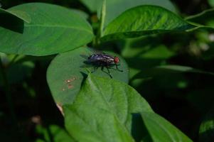 leaves of wild plants infested with flies photo