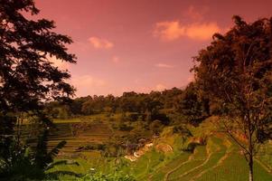 view of the plantation during the day photo