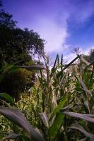 Corn plantation view with blue clouds photo
