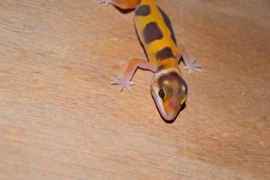 pet leopard gecko, lovely reptile for decoration. tame animal. Animals playing on wood. photo