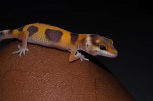 cerca de gecko leopardo gecko. el gecko leopardo es un tipo de gecko que se encuentra en pakistán, india e irán foto