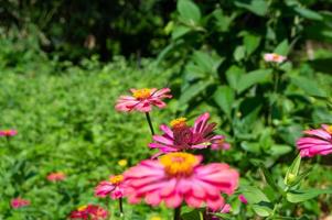 zinnia flowers blooming in the garden. flower view during the day. photo