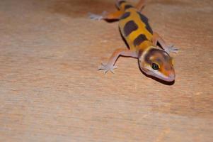 pet leopard gecko, lovely reptile for decoration. tame animal. Animals playing on wood. photo