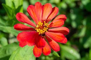 close-up of zinnia flowers blooming in the garden. High quality photo