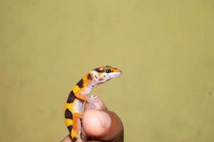 hand held tame leopard gecko lizard