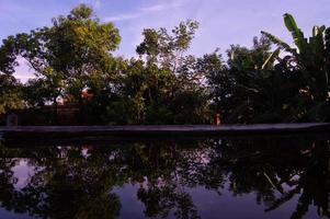 view of the trees from the top of the house photo