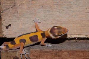 cerca de gecko leopardo gecko. el gecko leopardo es un tipo de gecko que se encuentra en pakistán, india e irán foto