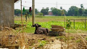 niño búfalo negro en la sesión al aire libre de la granja foto