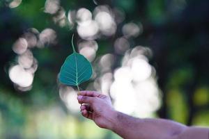 A leaf hold in hand. photo