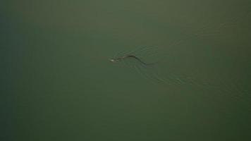 black snake in the water photo