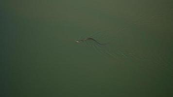 serpiente negra en el agua foto