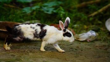 lindo conejo corriendo en la hierba foto