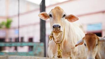 The indian milky cow selective focus photo