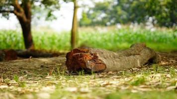 cut of tree in field photo