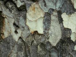 The embossed surface of the light brown and black bark has a natural pattern of green moss and lichens. photo
