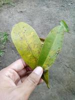 man's hand holding a green frangipani tree leaf photo