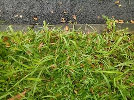 fresh green elephant grass on the side of the road photo