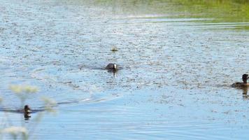 Euraziatische meerkoet fulica atra valt de eendenfamilie aan en verdrijft wilde eendeend met eendjes video