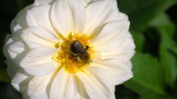 hommel winkel honingdauw van witte dahlia bloem, slow motion