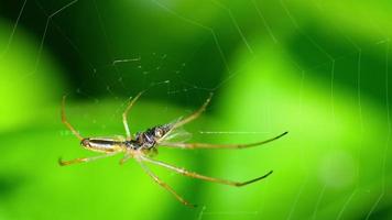 Spinne im Netz frisst Beute, Zeitlupe video