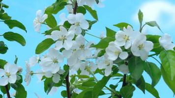 belles fleurs sur le pommier dans la nature video