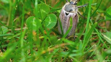 puede bug escarabajo abejorro, melolontha vulgaris en hierba, cerrar video