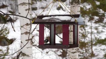 oiseaux mangeant des graines de la mangeoire, journée d'hiver video