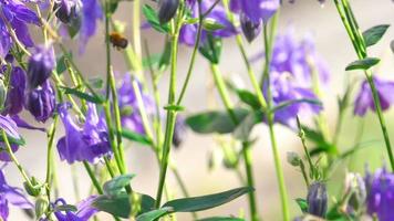Hummel auf einer lila Aquilegia-Blume video