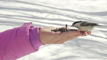oiseau mésange dans la main de la femme mange des graines, hiver, ralenti video
