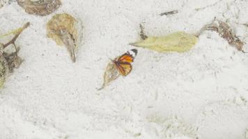 Monarch butterfly  Danaus plexippus  feeding close up, slow motion video