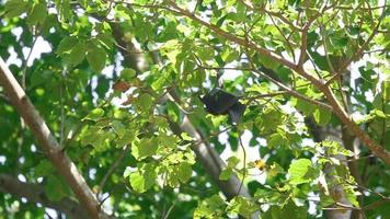 Lyle flying fox Pteropus lylei hangs on a tree branch and washes video