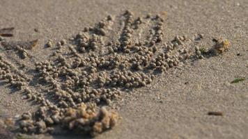 scopimera globosa, sand bubbler crab of sand bubbler leven op het strand van nai yang op het tropische phuket-eiland. ze voeden zich door zand door hun monddelen te filteren en zandballen achter te laten. video