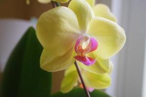 Beautiful orchid flowers in yellow and slightly purple in the light in front of the house window photo