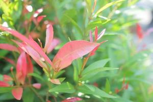 una planta única con exuberantes hojas verdes y algunas hojas rojas en los brotes llamada photinia frasieri foto