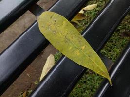 hojas verdes de frangipani en una silla de hierro negro foto