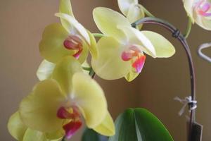 Beautiful orchid flowers in yellow and slightly purple in the light in front of the house window photo