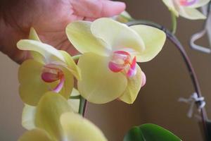 Beautiful orchid flowers in yellow and slightly purple in the light in front of the house window photo