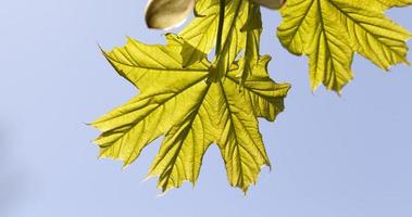 foliage of maple photo