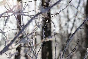 Winter time, close up photo