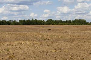 Plowed soil stork. photo