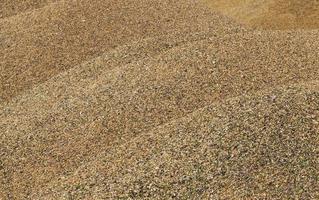 montón de grano de cosecha mezclado. foto