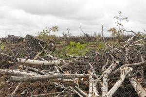 trees after the hurricane photo