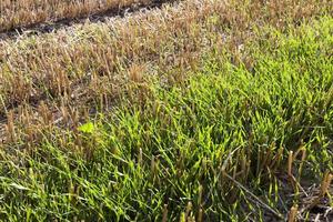 ripe field, close up photo