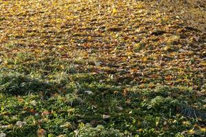 follaje de otoño, primer plano foto