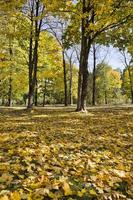 yellowed trees, park photo