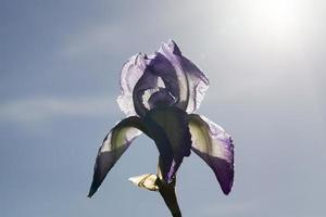 flor de iris morado foto