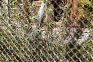 plumas de pavo real, primer plano foto