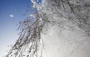 birch after freezing photo