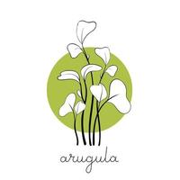 Arugula sprouts on circle background Microgreen sketch vector illustration. Green for home gardening.