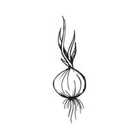 Onion microgreens doodle illustration. Vector hand drawn sketch art.